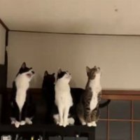 室内にいる猫たち