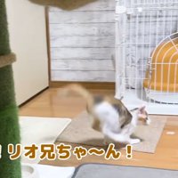 走る子猫と逃げる黒猫
