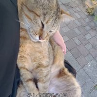 抱っこされる目を閉じる猫