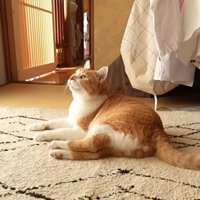 床に寝転がるチャチャ君