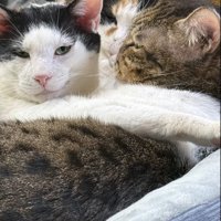 身を寄せ合ってくつろぐ3匹の猫