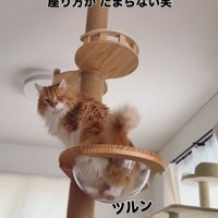 ボウルに座る猫
