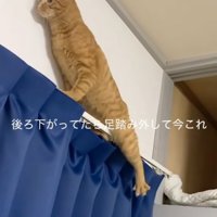 足を踏み外す猫