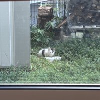 外にいる子猫
