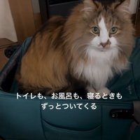 バッグの中にいる猫