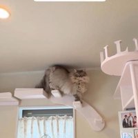 キャットウォークを歩いている猫