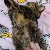 眠っている猫のお腹を撫でる飼い主
