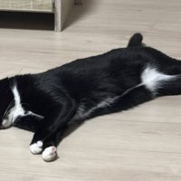 カッコイイ目つきの猫