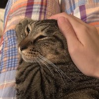 撫でられ中のキジトラ猫
