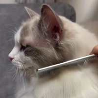 ブラッシングされて目を閉じる猫