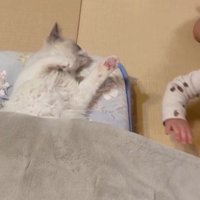 寝そべっている猫と赤ちゃん