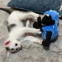 足を伸ばして、ぬいぐるみを自分から離す子猫