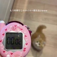 キッチンタイマーと子猫