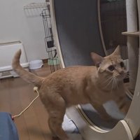 キャットホイールを回す猫