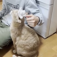 頭のブラッシングを受ける猫