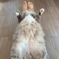 飼い主さんの足の上に仰向けで寝るサイベリアン