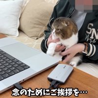 人のひざに乗る折れ耳の猫