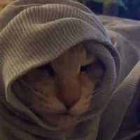 ゲームのBGMが流れている空間で遠くを見つめる猫