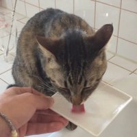 飼い主が持つお皿から水を飲むキジトラ猫