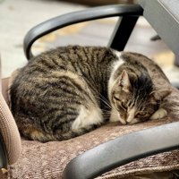椅子に丸まって眠る猫