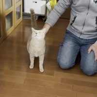 なでられる猫