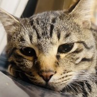 ウトウトするキジトラ猫