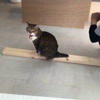 こちらを見つめる姿
