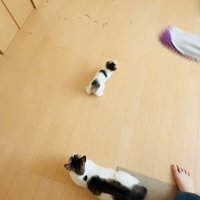 モップを追い掛ける子猫と見守る母猫
