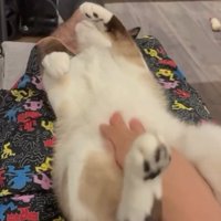 足の上でくつろぐ猫