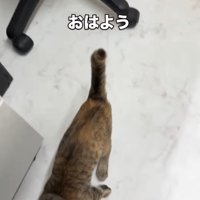 近づいてくる子猫