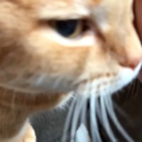 ドアップ