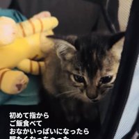 眠気を堪えて鳴く子猫