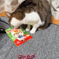 おやつの袋を咥える猫