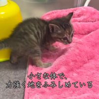横から見た歩く子猫