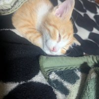 布団をかけてもらって眠る子猫