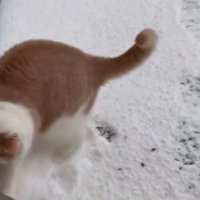 雪の上を歩く猫