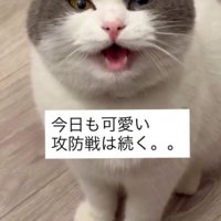 「今日も可愛い攻防戦は…」と書かれている