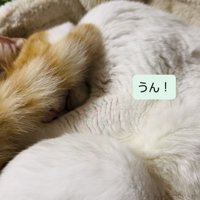 キャットタワーのベッドで寝ながらパパの呼び掛けに返事する保護猫
