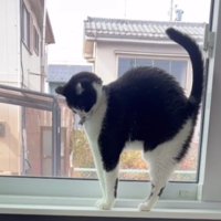 窓際の猫
