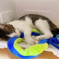 ぬいぐるみを抱えて白い箱の中で寝ている猫