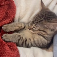座って寝る猫