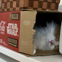 段ボールの中でぐっすり眠る猫