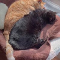 くっついて寝る猫
