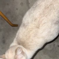 コンクリートの上に立っているお腹の大きい猫