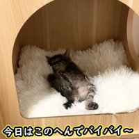 木のおうちの中で眠るもこくんの全身
