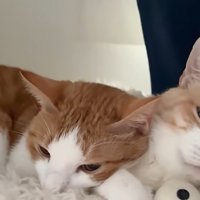 ベッドの上で寝ている二匹の猫