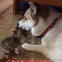 伏せている犬の近くにいる小さな子猫