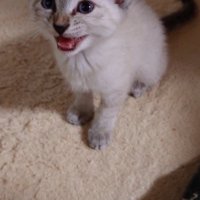 飼い主に向かって鳴く子猫
