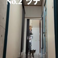 廊下の奥から歩いて来るキジトラ猫（NO.2ツナ）