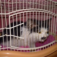キャリーの中にいる猫